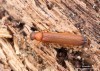 lesan hnědý (Brouci), Hylecoetus dermestoides (Linnaeus, 1761), Lymexylidae (Coleoptera)